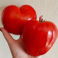 Томат Гномьи шляпки 10шт: <p>Высокорослый, среднепоздний сорт с длительным плодоношением, наибольшую активность показал к концу сезона. Удивительно красивые, темно-красные, блестящие, сердцевидные плоды с длинным вытянутым носиком, одномерные, чистые, плотные, мясистые и очень сладкие, массой 150-250 гр.</p>