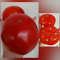 Томат Грицык 10шт: <p>Среднеспелый сорт.&nbsp;Высота кустов 1,6-1,7 м, требуют подвязки и пасынкования.&nbsp;Плоды в форме сердечек алого цвета с заостренными носиками, средний вес около 250 гр.&nbsp;Мякоть мясистая, с малым количеством семян, сочная, с отличным вкусом. Помидоры используются для свежего потребления и консервации.</p>