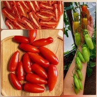 Томат Дебослив 5шт: <p>Сорт отличается очень тонким кустом со сложными, длинными кистями, до 50 см. Растение имеет малое количество листьев, что делает его более прозрачным и обеспечивает лучшую циркуляцию воздуха. Плоды томата имеют вытянутую форму, напоминающую пальчики. Зрелый плод окрашен в ярко-красный цвет. Средний вес одного плода составляет около 50 граммов. Томат известен своим очень вкусным и сладким вкусом. Он отлично подходит для употребления в свежем виде, добавления в салаты или приготовления соусов и кетчупа. Благодаря высокому содержанию сахара плоды этого сорта имеют неповторимый аромат и насыщенный вкус.</p>