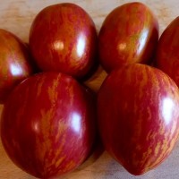 Томат Дон жуан 10шт: <p>Среднеспелый, детерминантный сорт, высота куста  0,5-0,6 метра. Помидоры овальной формы, розово-малиновые, с желтыми полосками и пятнами, сладкие. Достаточно хорошо хранятся. Для цельноплодного консервирования.</p>