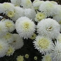 Хризантема корейская УМКА: Хризантема корейская, размер цветка 6 см, высота куста 80 см, цветение август